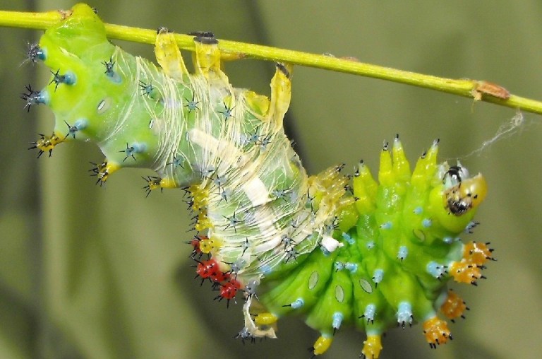 caterpillar